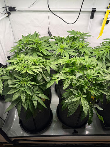 Growreport Bild 3