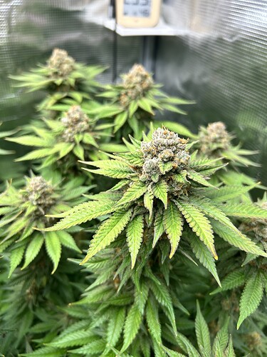 Nahaufnahme einer blühenden Cannabispflanze in einem Growzelt mit sichtbaren Blütenständen und einem Hygrometer im Hintergrund.