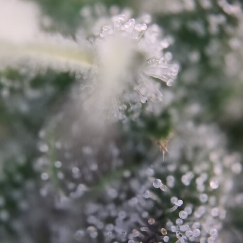 Growreport Bild 25
