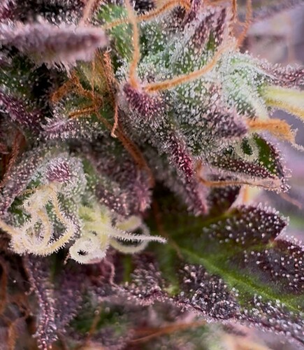 Growreport Bild 19