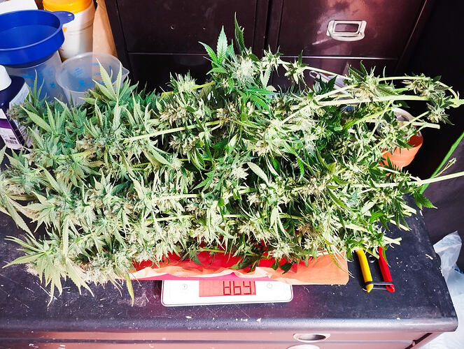 Growreport Bild 3