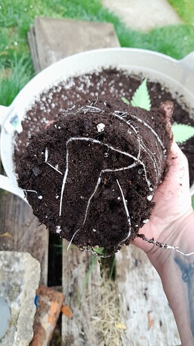 Growreport Bild 2