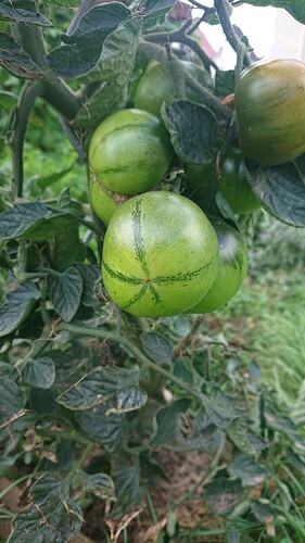 Growreport Bild 9