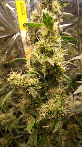 Growreport Bild 9
