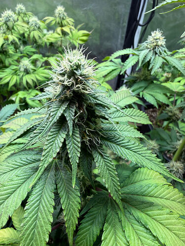 Growreport Bild 9