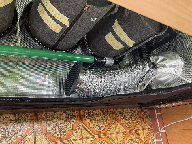 Zwei Stofftöpfe mit handgeschriebenen Etiketten "Tangie Arielle" und "Tangie Olga" in einem Growzelt, daneben ein grünes Rohr und ein Lüftungsschlauch.