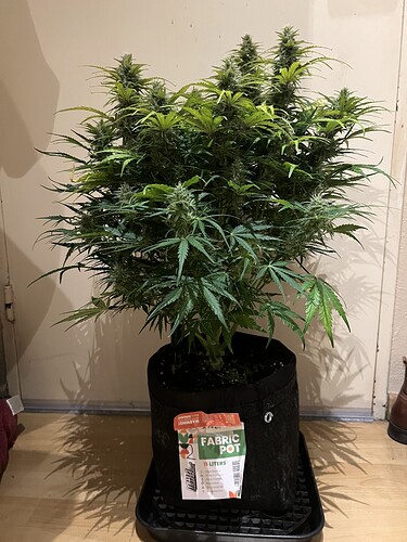 Growreport Bild 6