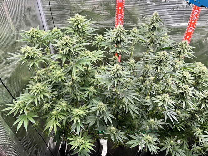 Mehrere Cannabis-Pflanzen in der Blütephase in einem Growzelt mit Messskala im Hintergrund.