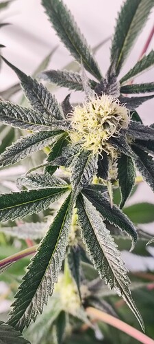 Growreport Bild 9