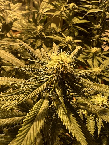 Growreport Bild 3