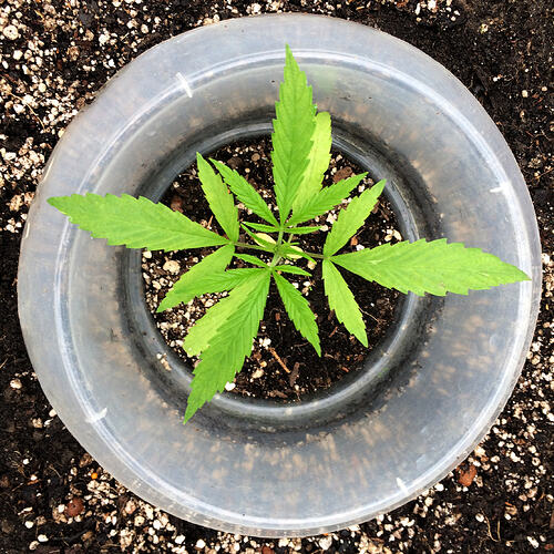 Grow26_0608_24