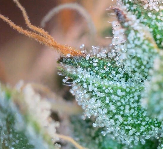 Screenshot_20241008_114307_Gallery