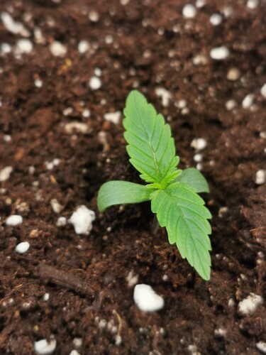 Growreport Bild 3