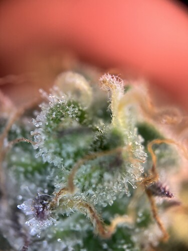 Growreport Bild 86