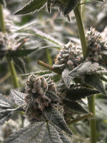 Growreport Bild 25