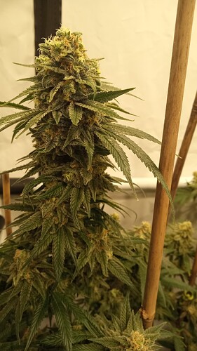 Growreport Bild 19