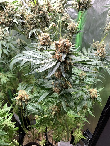 Growreport Bild 22