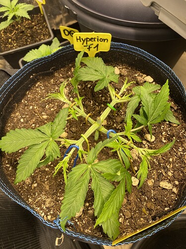 Growreport Bild 28