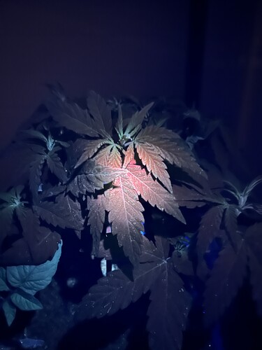 Growreport Bild 11