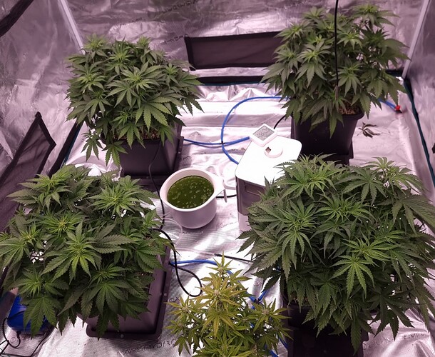 Growreport Bild 5
