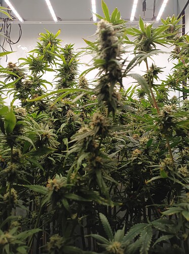 Growreport Bild 36