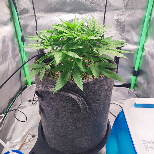Growreport Bild 1
