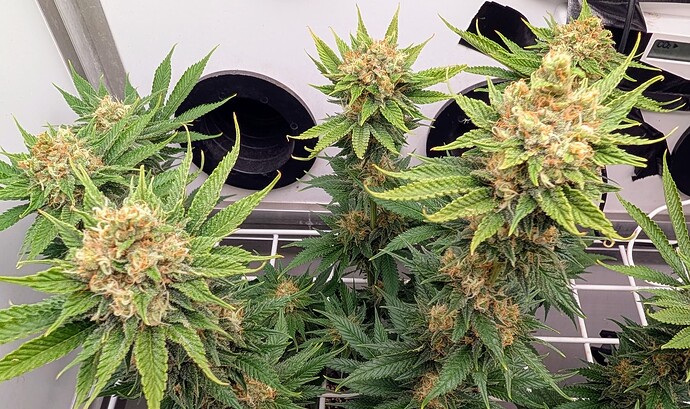 Growreport Bild 44