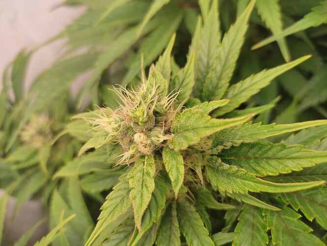 Growreport Bild 8