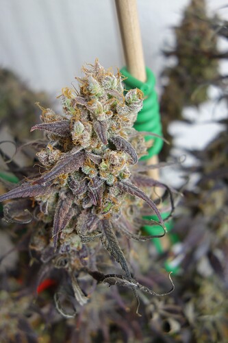 Growreport Bild 20