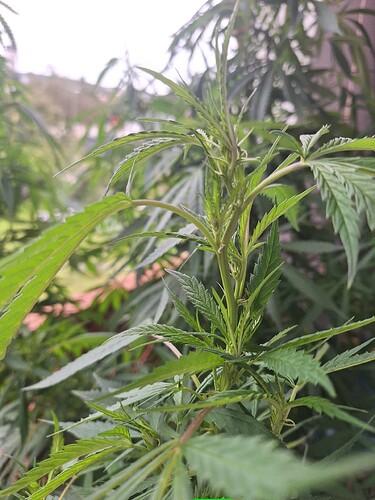 Growreport Bild 2