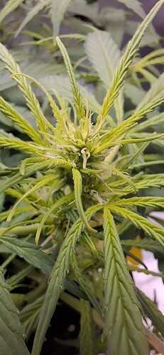 Growreport Bild 4
