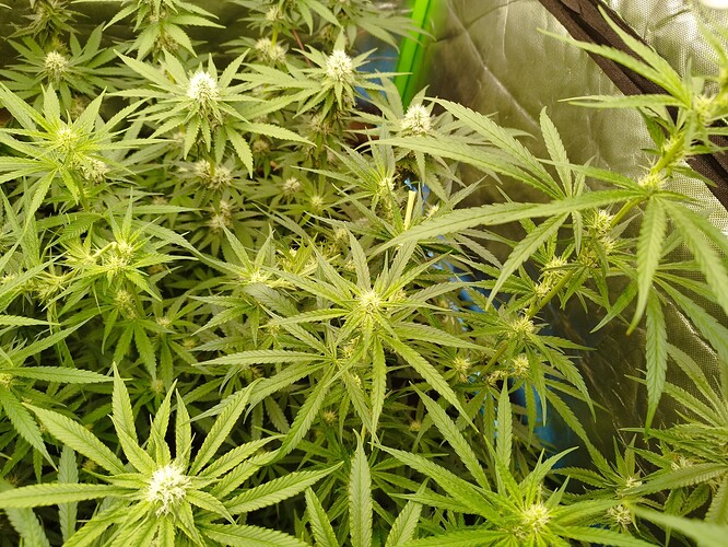 Mehrere Cannabispflanzen in der Blütephase, mit sichtbaren Blütenansätzen und breiten, gezackten Blättern.