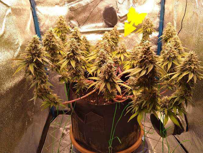Growreport Bild 6
