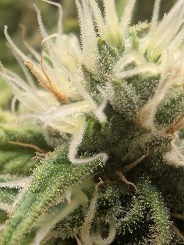Growreport Bild 9
