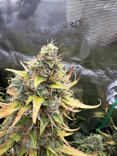 Growreport Bild 12