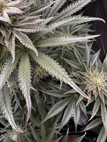 Growreport Bild 5