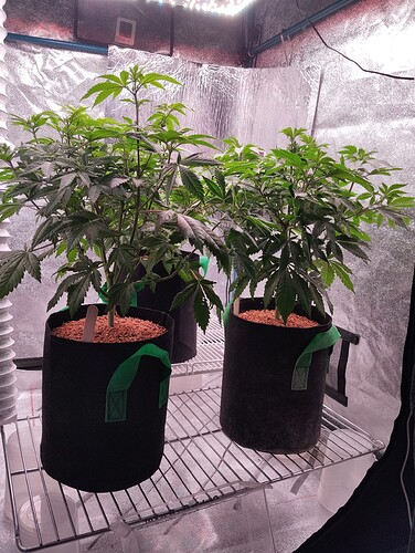 Growreport Bild 3