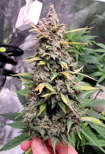 Growreport Bild 56