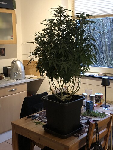 Growreport Bild 4