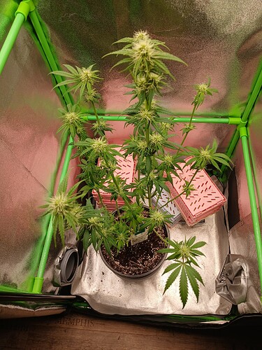 Growreport Bild 8