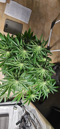 Growreport Bild 6
