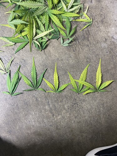Growreport Bild 40