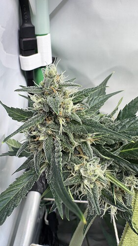 Growreport Bild 26