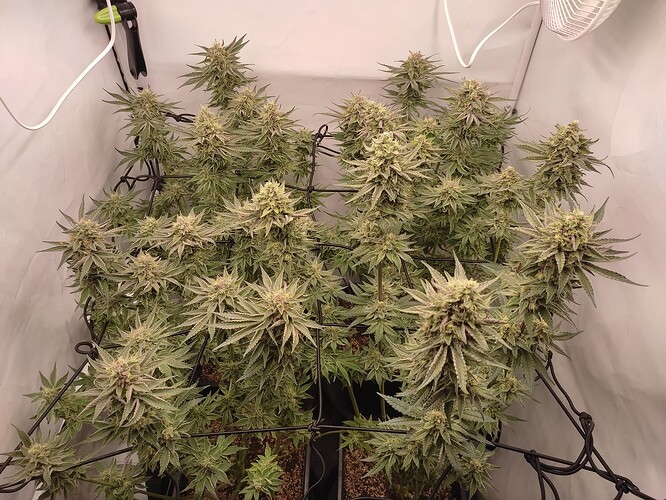 Growreport Bild 46