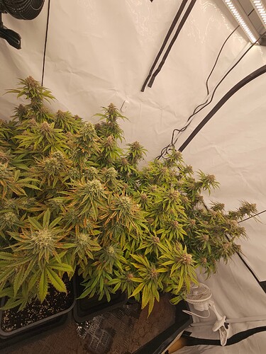 Growreport Bild 19