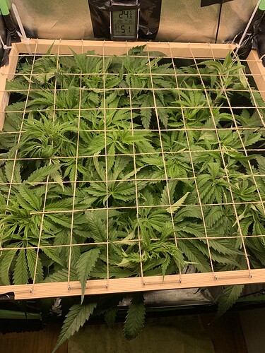 Growreport Bild 13