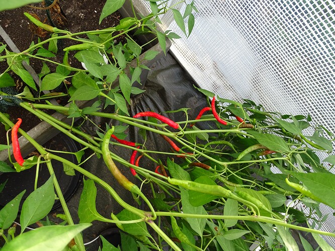 Growreport Bild 31