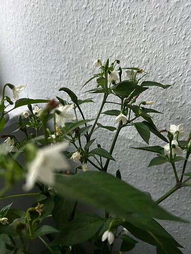 Growreport Bild 20