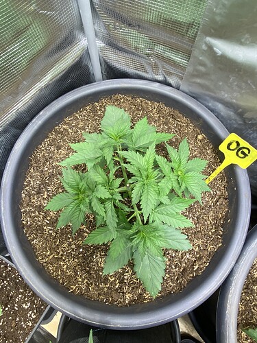 Growreport Bild 63