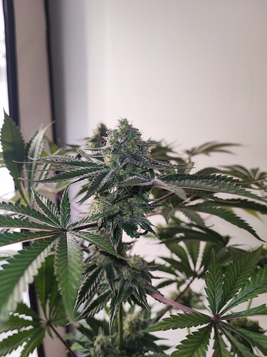 Growreport Bild 9